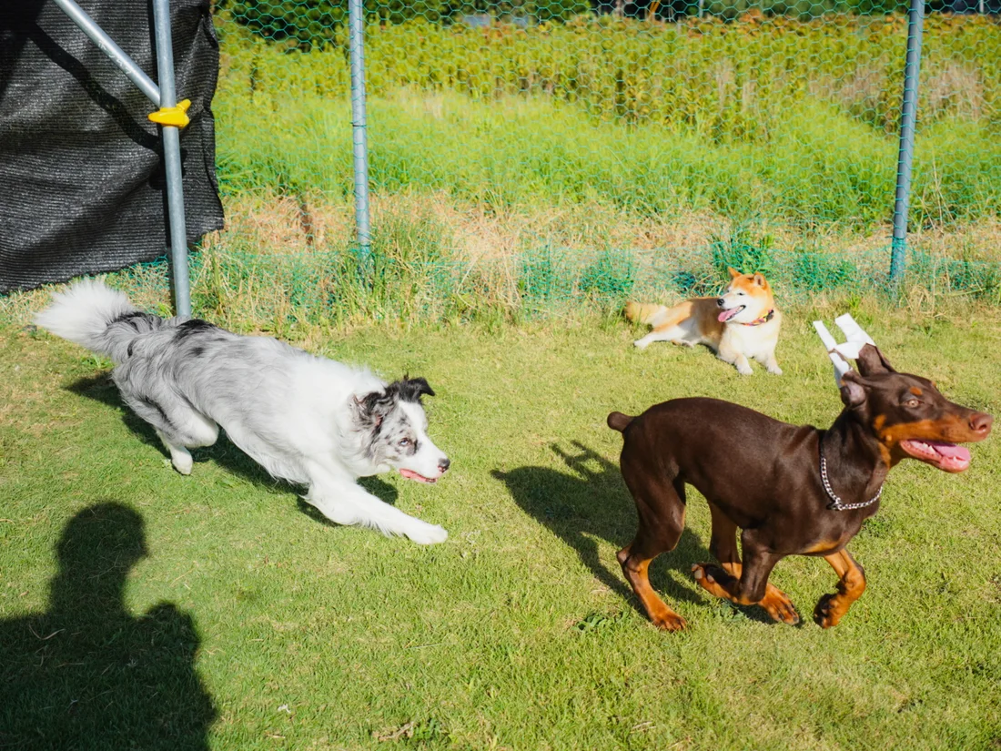 ドッグランを駆け回る犬たち