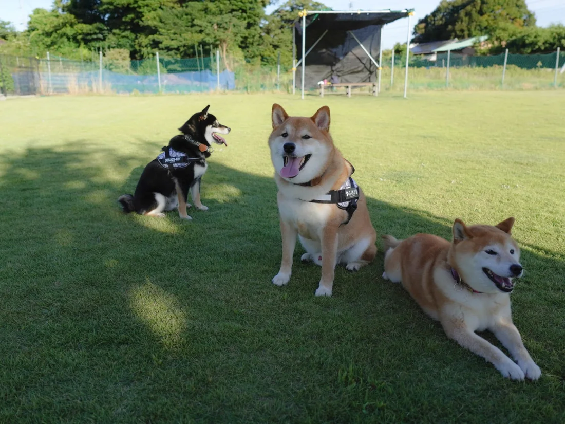 ドッグランの芝生でくつろぐ3頭の柴犬