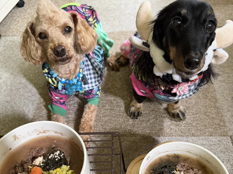 Tuantyで作った手作りごはんを前に待つ2頭の愛犬