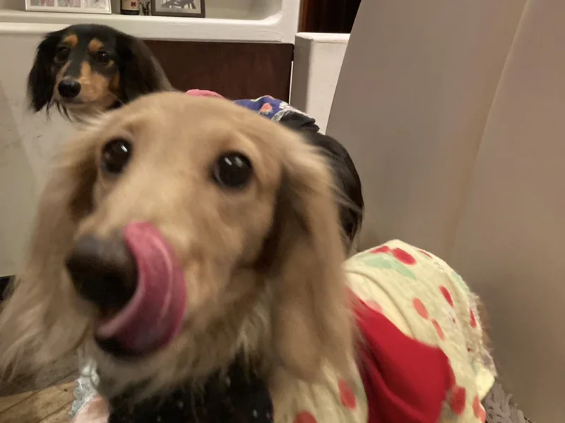 Tuantyのごはんを食べたあとの、満足そうな2頭の愛犬